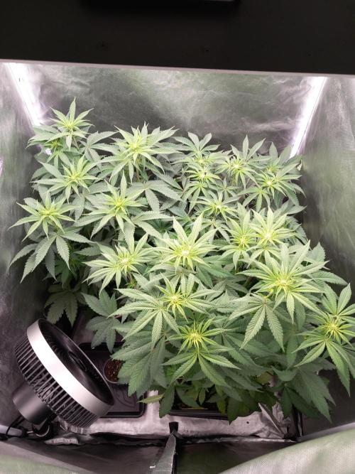 Grounded Genetics. Week 6