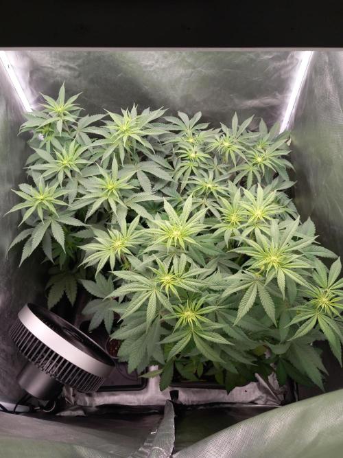 Grounded Genetics. Week 6