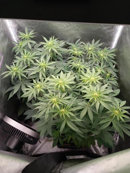 Grounded Genetics. Week 6