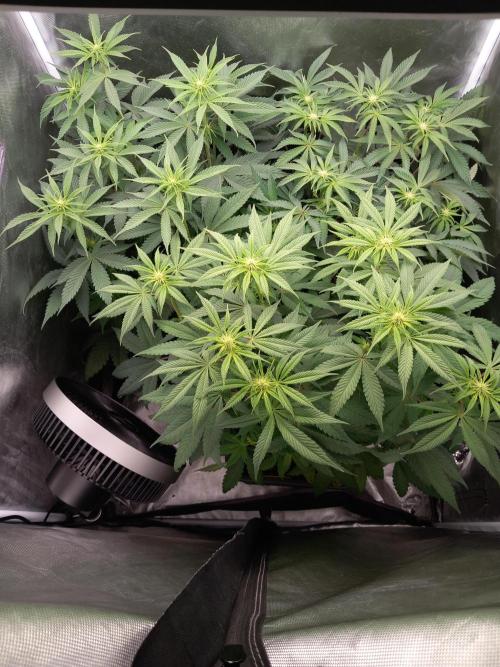 Grounded Genetics. Week 6