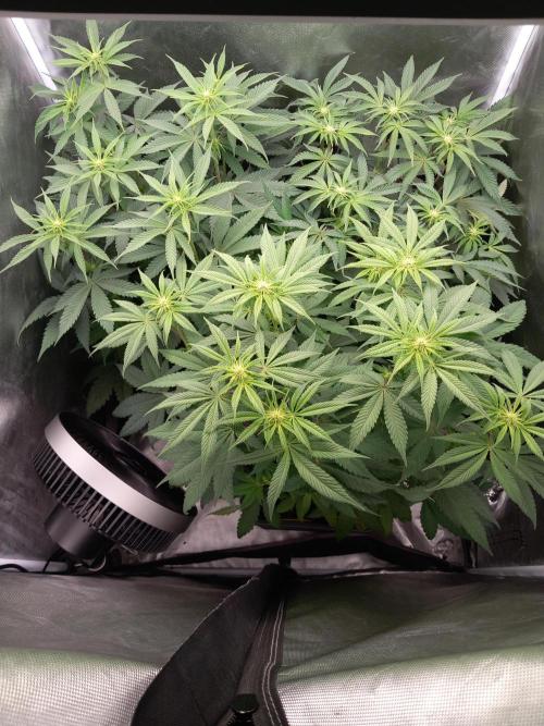 Grounded Genetics. Week 6