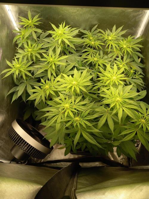 Grounded Genetics. Week 6