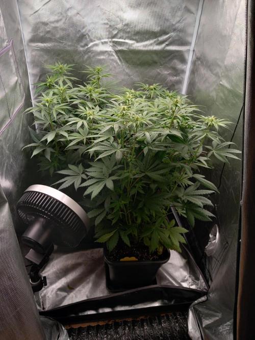 Grounded Genetics. Week 7