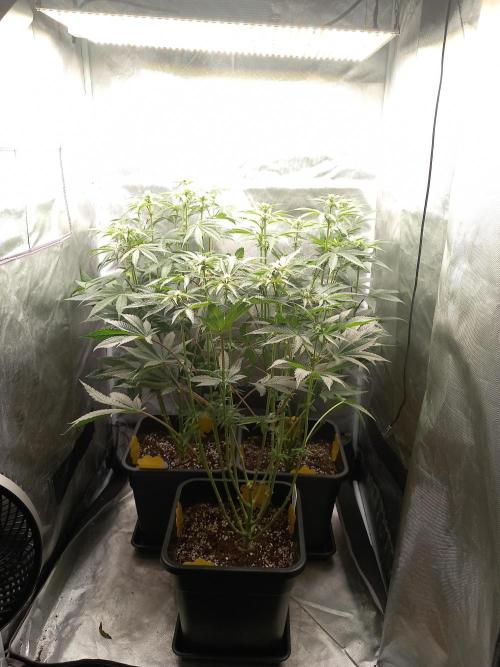 Grounded Genetics. Week 7