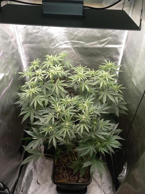 Grounded Genetics. Week 7