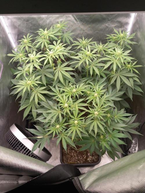 Grounded Genetics. Week 7