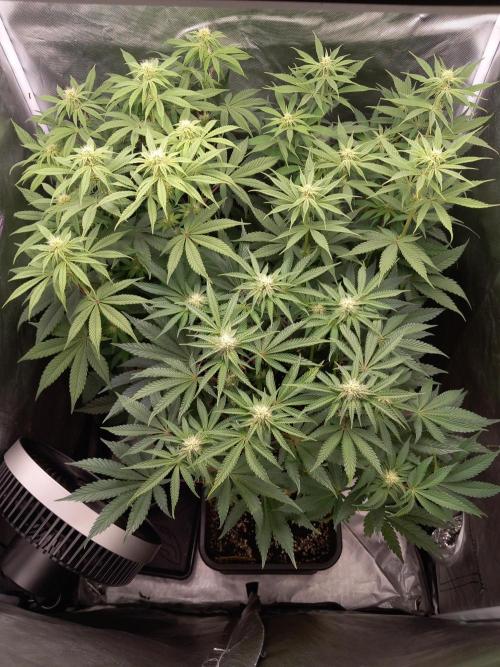 Grounded Genetics. Week 8