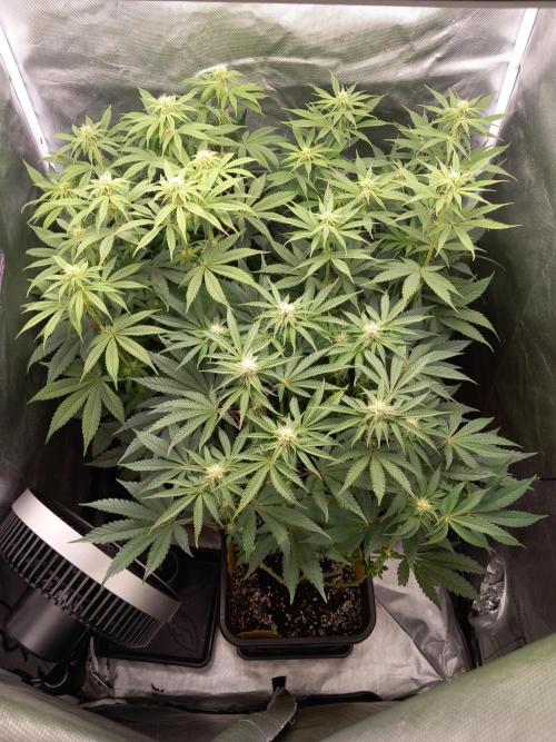 Grounded Genetics. Week 8