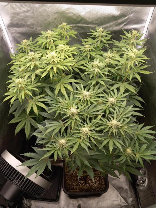 Grounded Genetics. Week 8