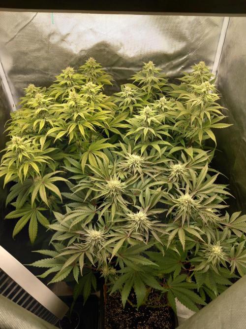 Grounded Genetics. Week 8