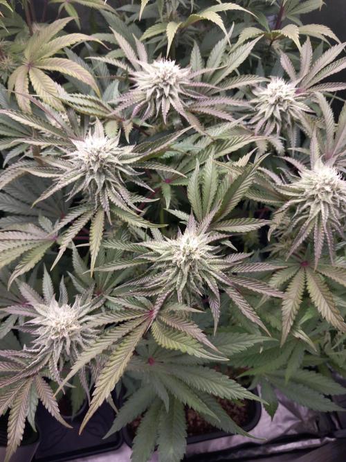 Grounded Genetics. Week 9