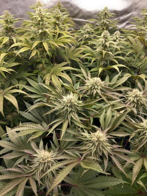 Grounded Genetics. Week 9