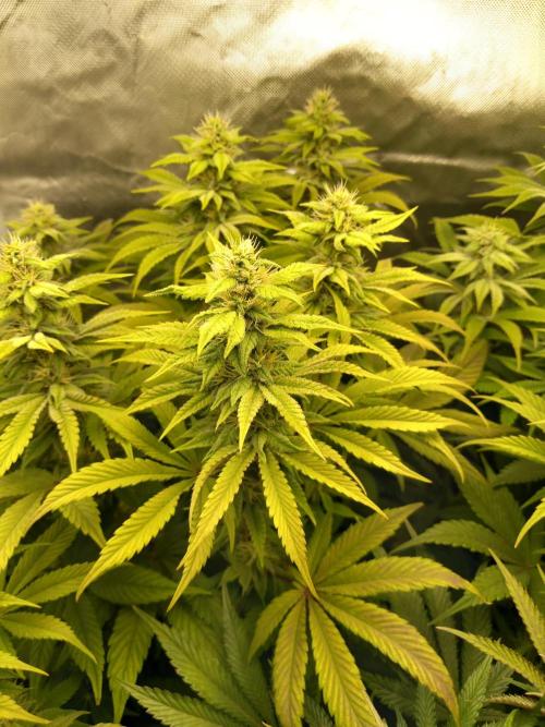 Grounded Genetics. Week 9