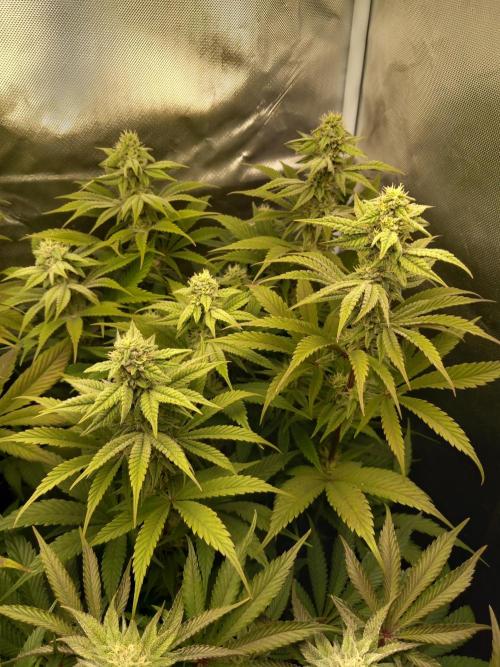 Grounded Genetics. Week 9