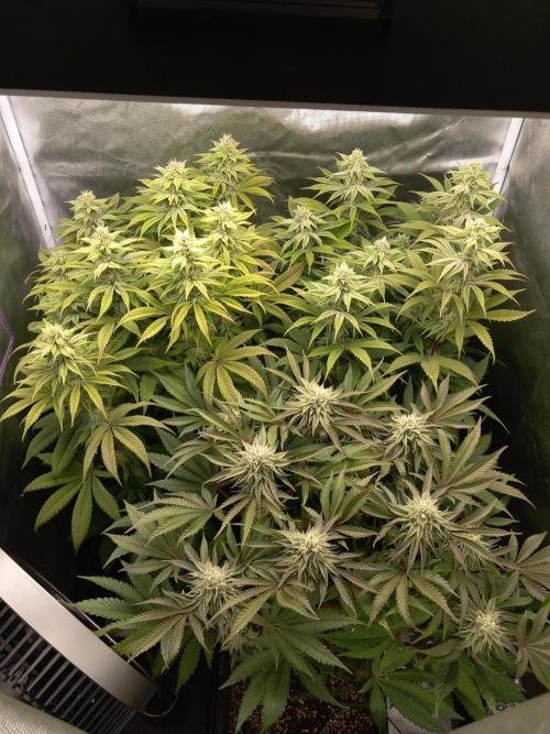 Grounded Genetics. Week 9