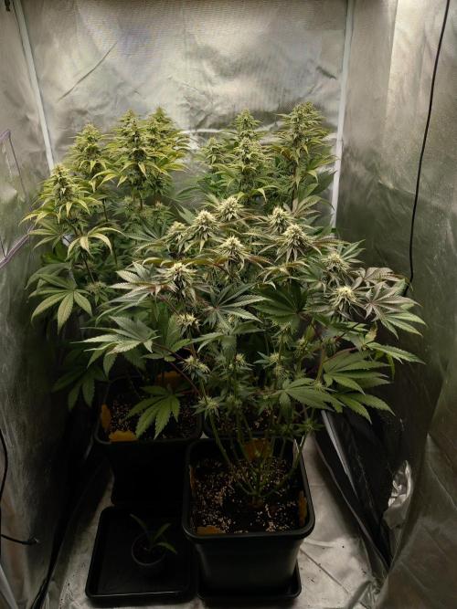 Grounded Genetics. Week 9