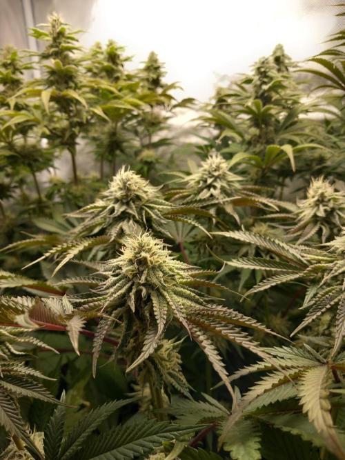 Grounded Genetics. Week 9