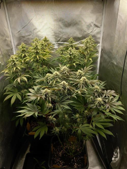 Grounded Genetics. Week 9