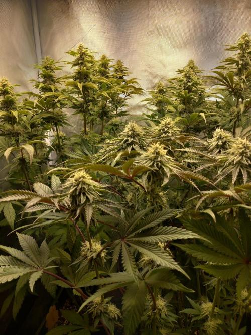 Grounded Genetics. Week 9