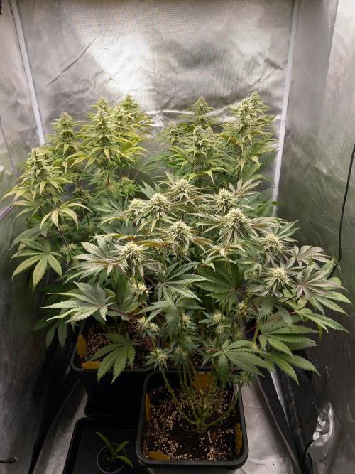 Grounded Genetics. Week 9