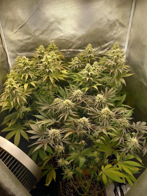 Grounded Genetics. Week 10