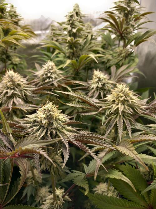 Grounded Genetics. Week 10