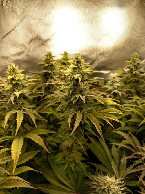 Grounded Genetics. Week 10