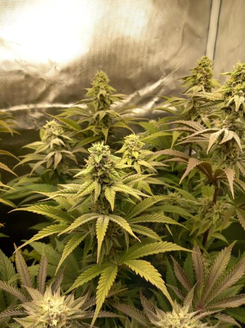 Grounded Genetics. Week 10