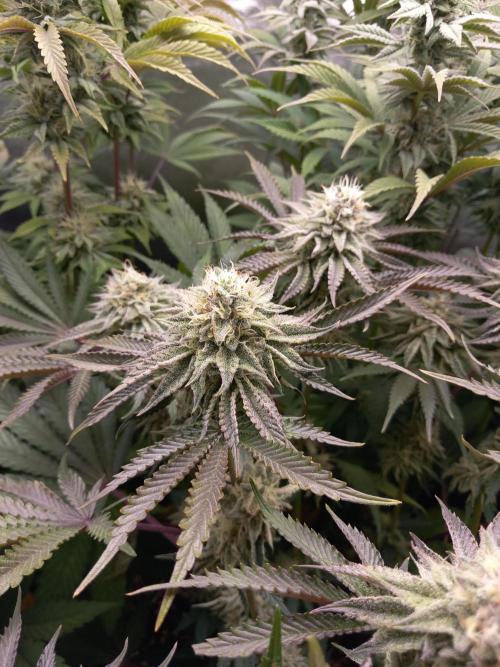 Grounded Genetics. Week 10