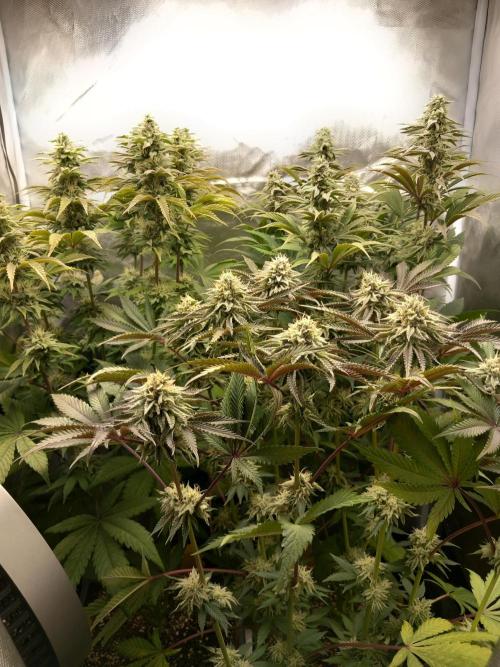 Grounded Genetics. Week 10