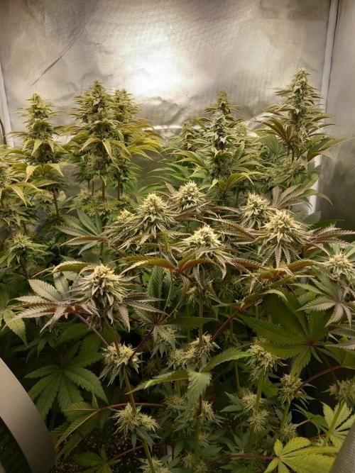 Grounded Genetics. Week 10