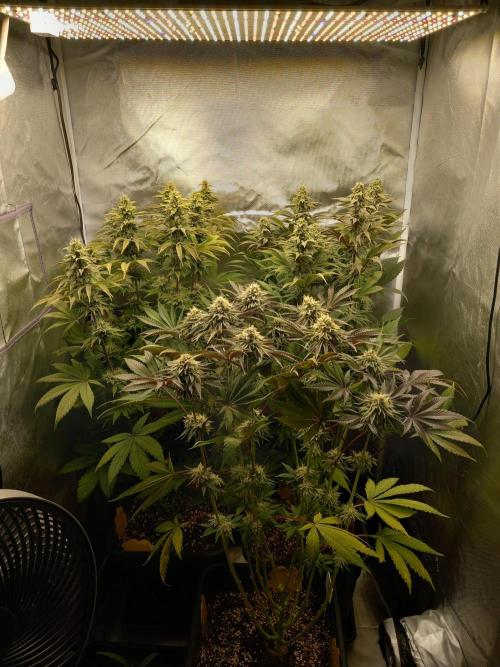 Grounded Genetics. Week 10