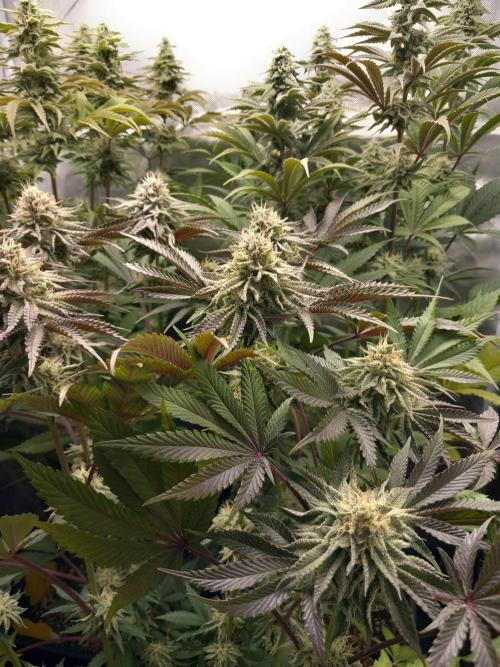 Grounded Genetics. Week 10