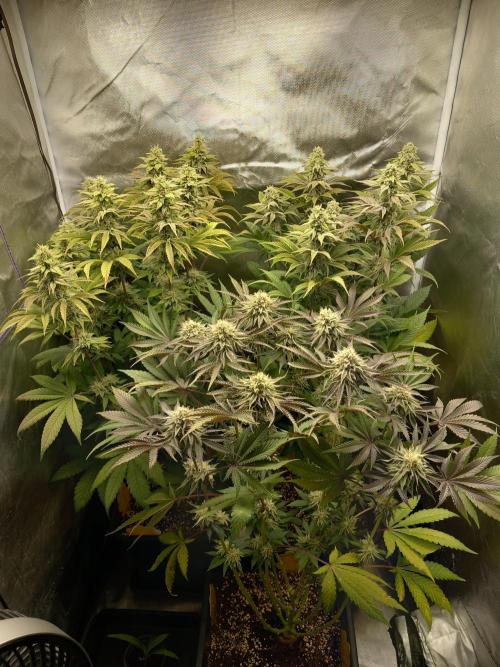 Grounded Genetics. Week 10