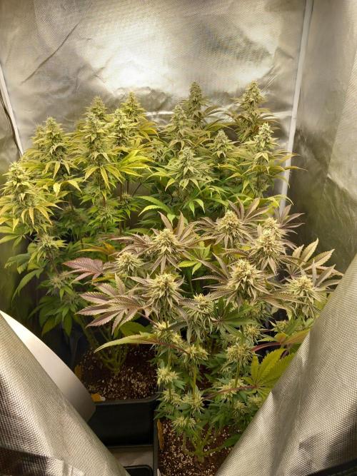 Grounded Genetics. Week 11