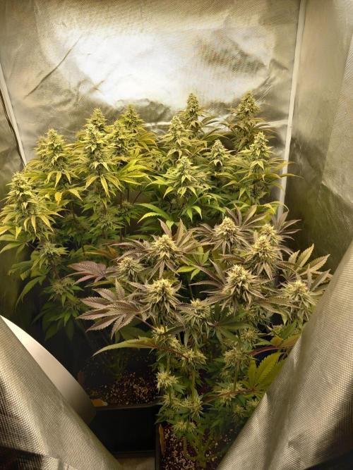 Grounded Genetics. Week 11