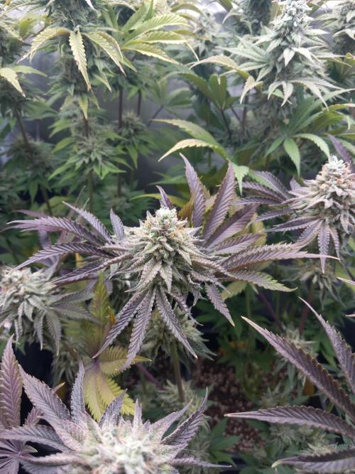 Grounded Genetics. Week 11