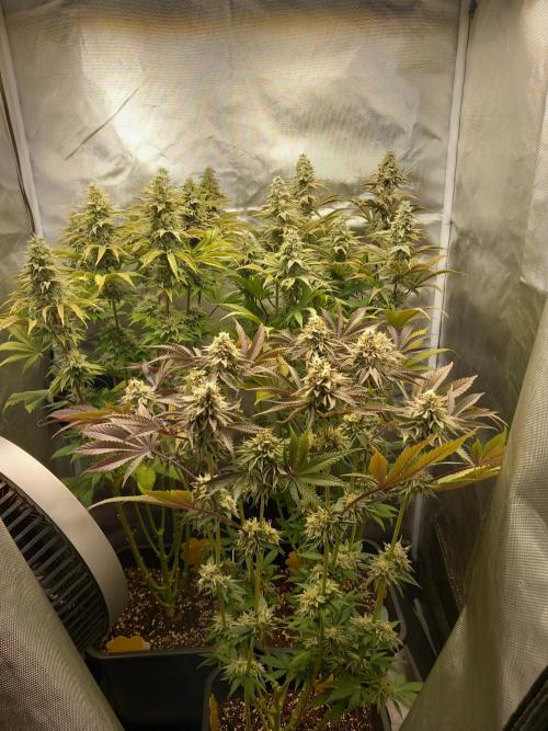 Grounded Genetics. Week 11