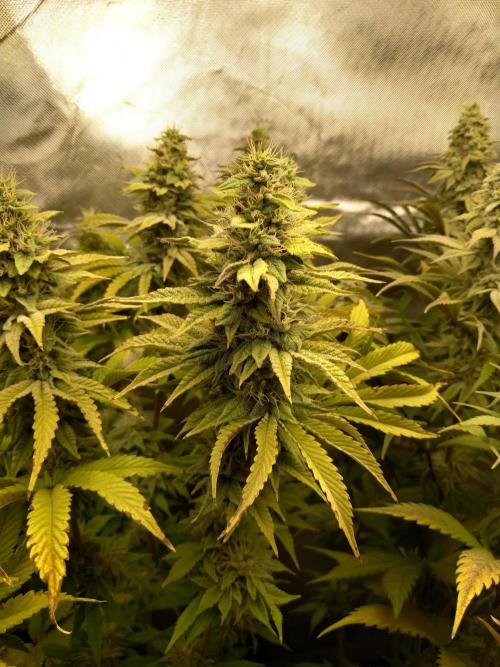 Grounded Genetics. Week 11