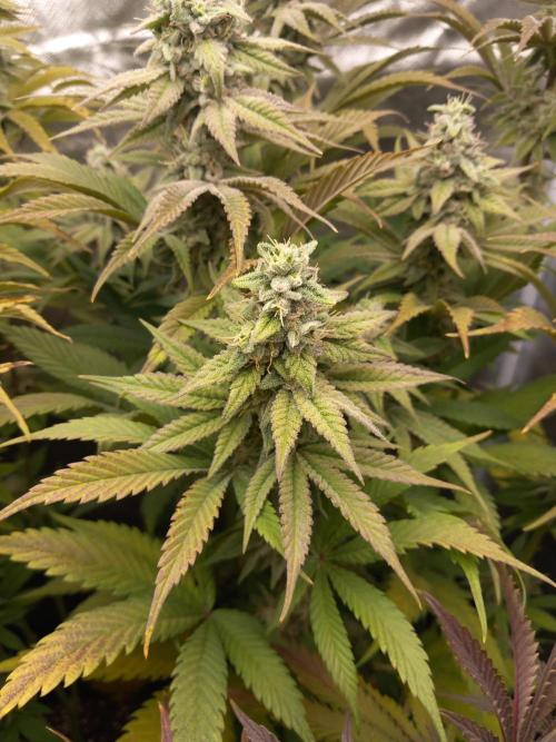 Grounded Genetics. Week 11