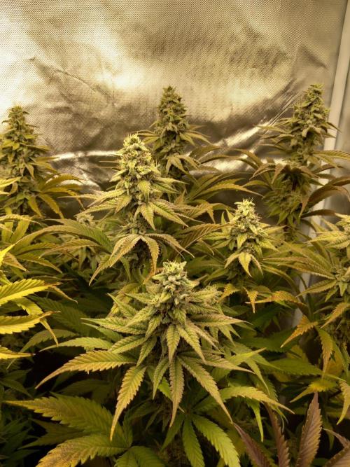 Grounded Genetics. Week 11