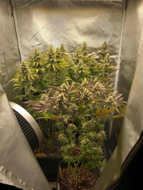 Grounded Genetics. Week 11