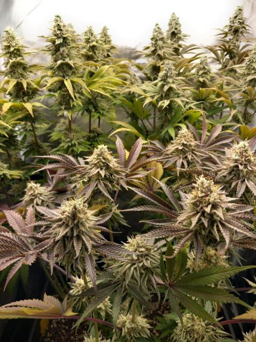 Grounded Genetics. Week 12