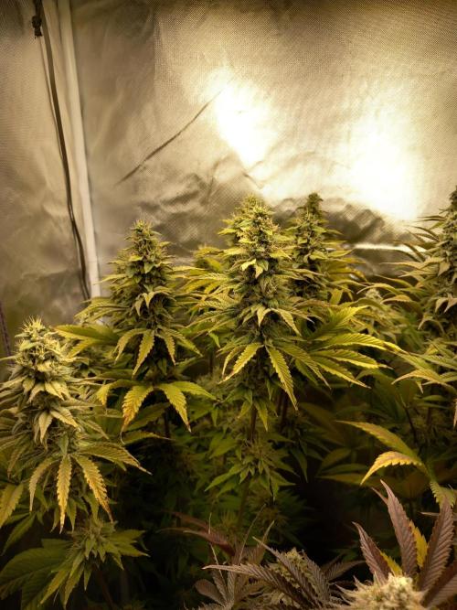 Grounded Genetics. Week 12