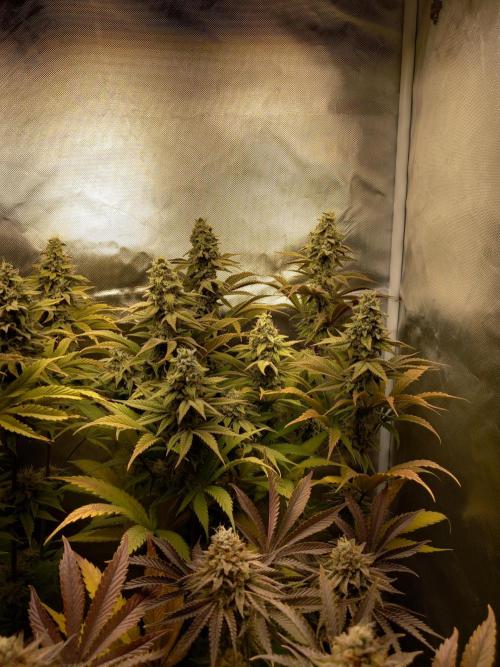 Grounded Genetics. Week 12