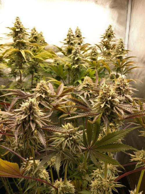 Grounded Genetics. Week 12