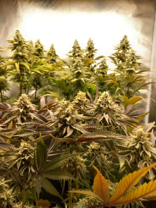 Grounded Genetics. Week 12