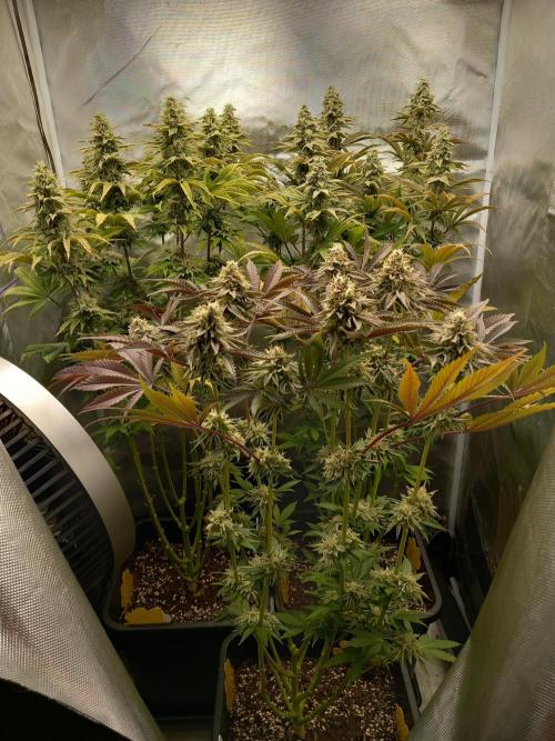 Grounded Genetics. Week 12