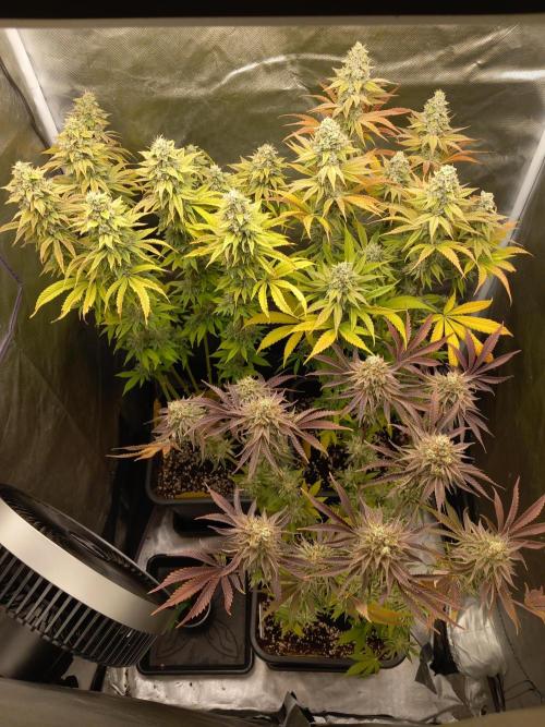 Grounded Genetics. Week 13