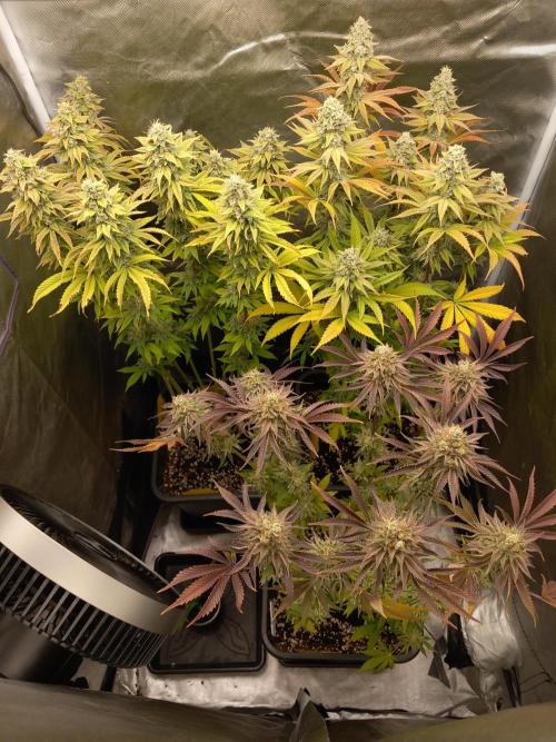 Grounded Genetics. Week 13